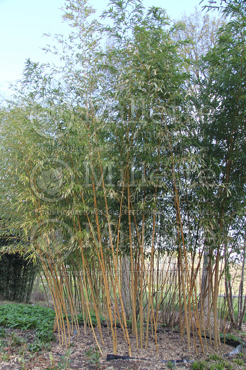 Phyllostachys Aureocaulis (Bamboo grass) 1 