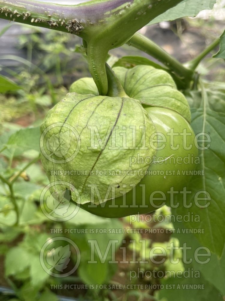 Physalis philadelphica Gigante Verde (Mexican husk tomato tomatillo vegetable) 2