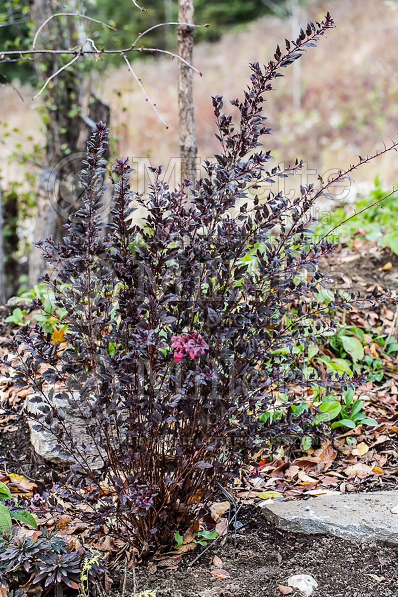 Physocarpus Little Devil or Donna May (Ninebark) 6 