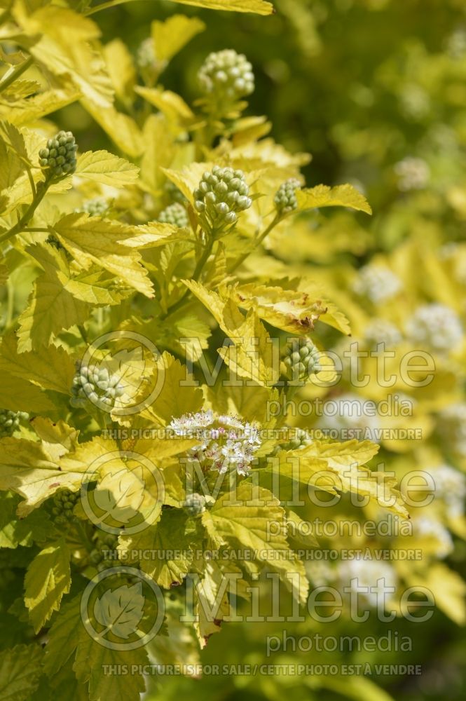 Physocarpus Dart's Gold (Ninebark) 9 