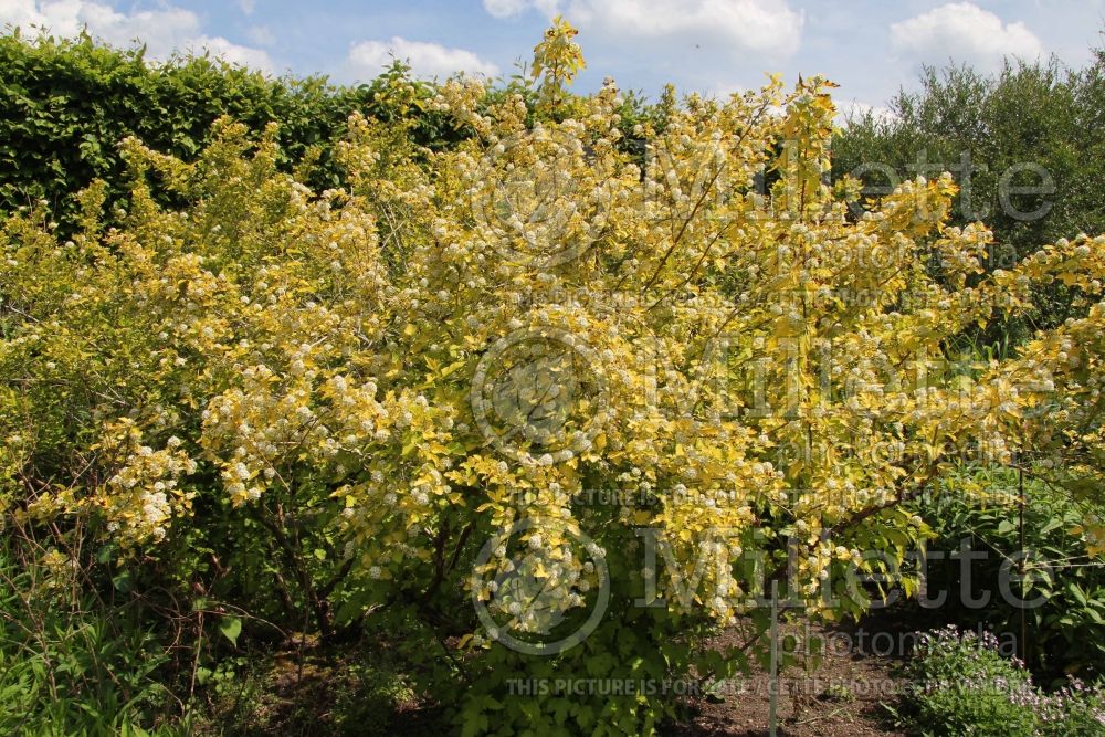 Physocarpus Dart's Gold (Ninebark) 5 