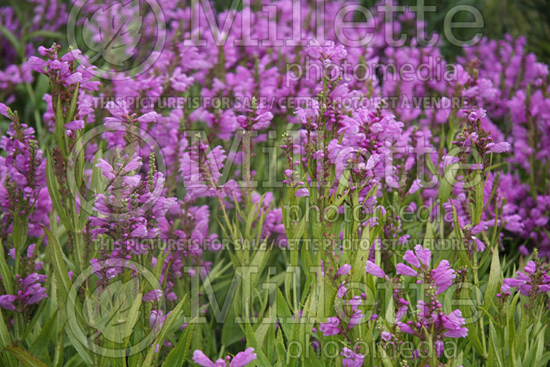 Physostegia Red Beauty (Obedient Plant) 1 
