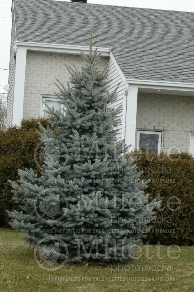 Picea Baby Blue (A good picture of this Mountain Spruce in front of a house) 1 