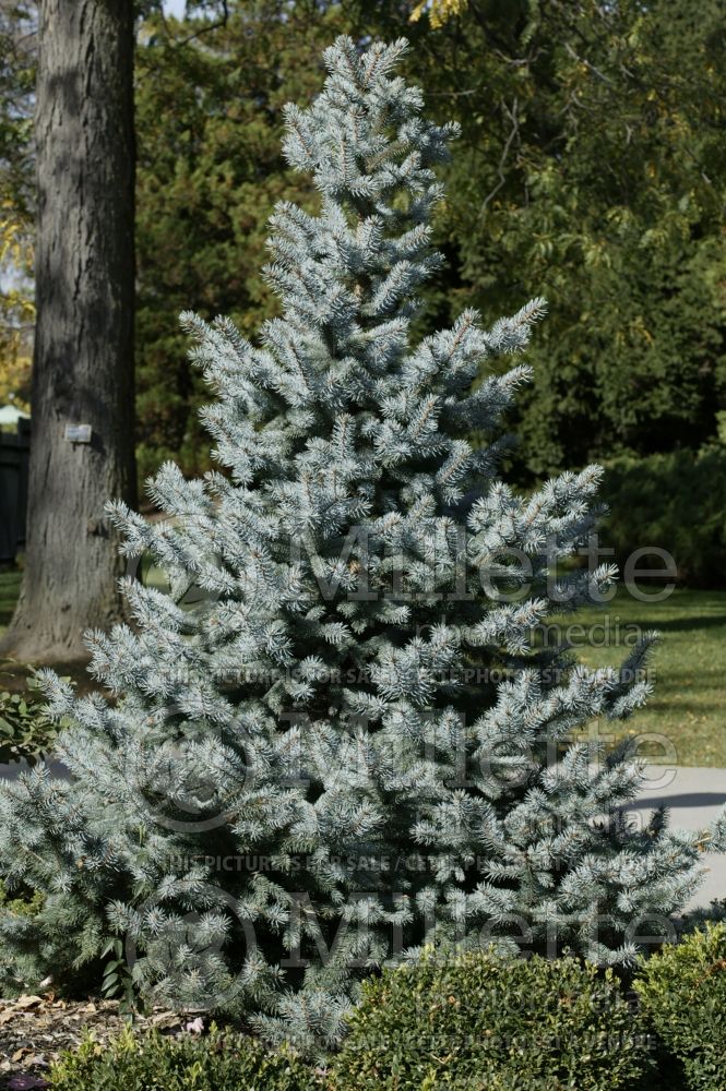 A new rare and semi-dwarf selection of Colorado spruce, Picea pungens Baby Blue as shown in this picture