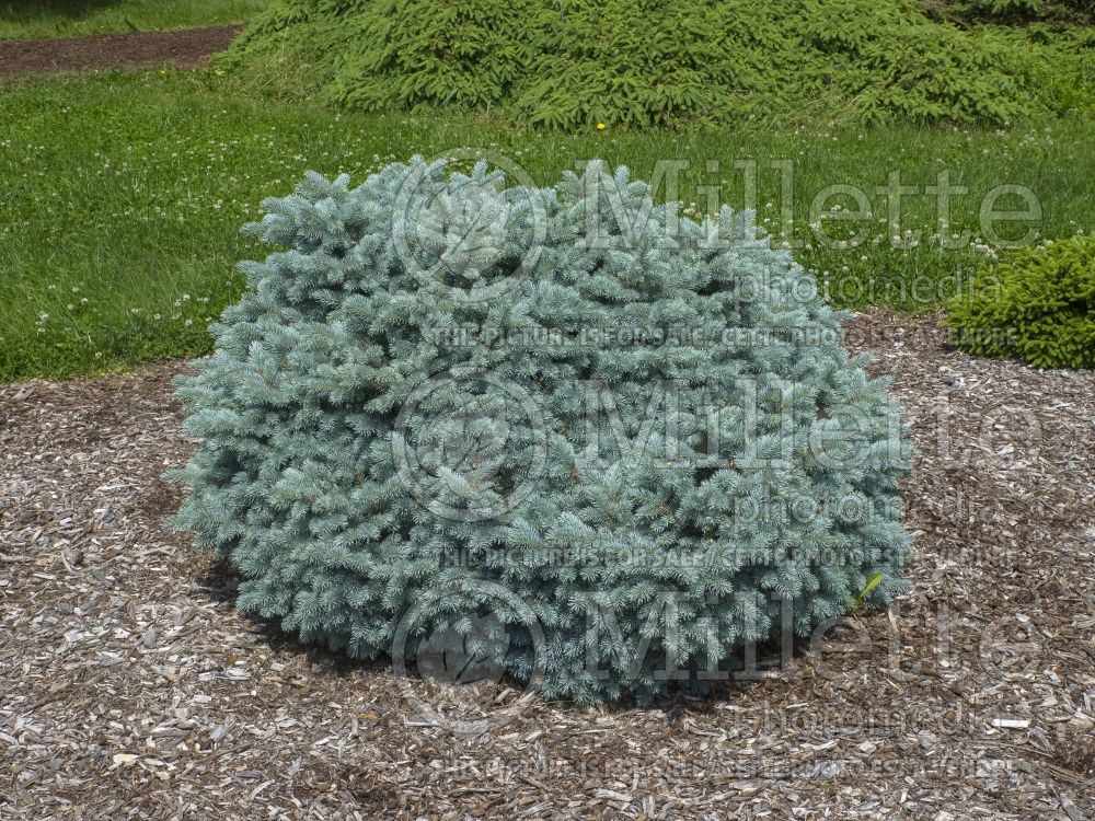Picea Thume (Picture of this blue Spruce conifer)  2