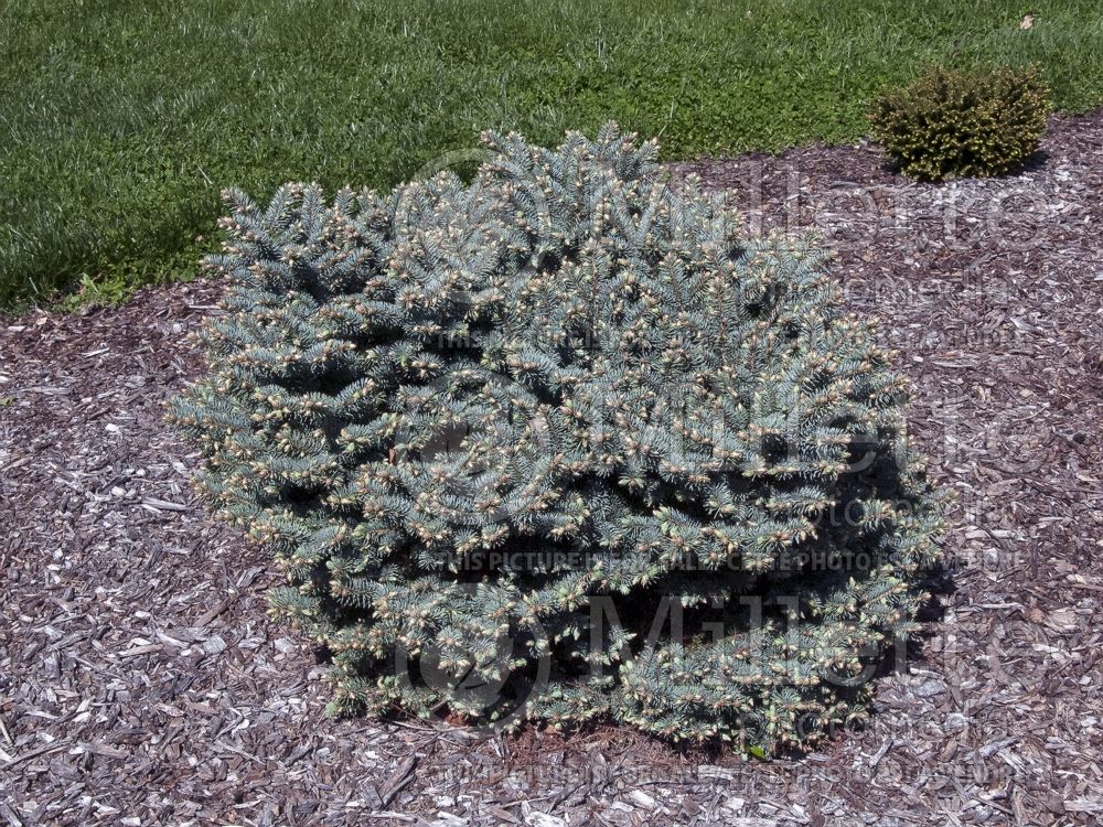 Picea Thume (Picture of this Spruce conifer)  1
