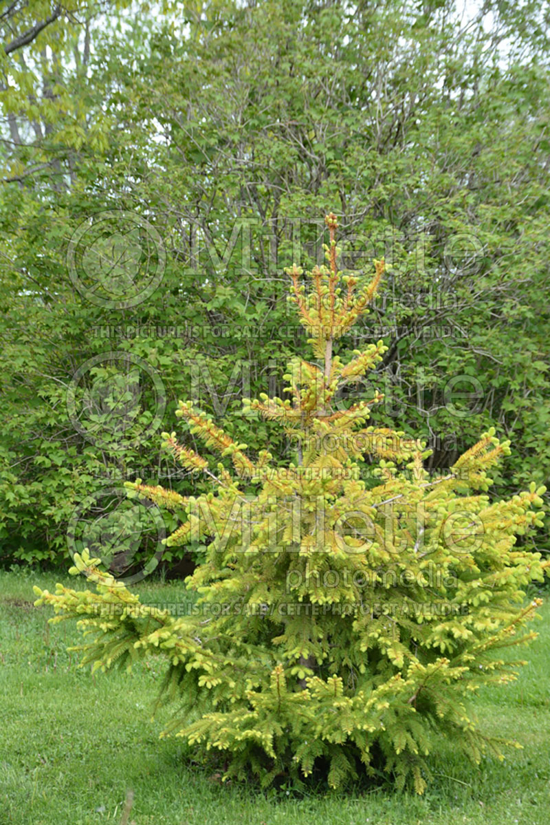 Picea Aurea Magnifica (Norway Spruce conifer)  2
