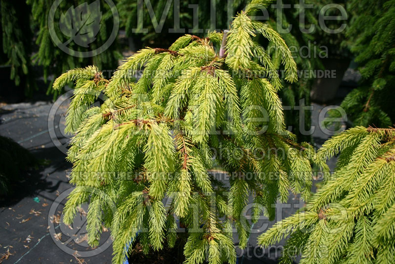 Picea Aurea Magnifica (Norway Spruce conifer)  1