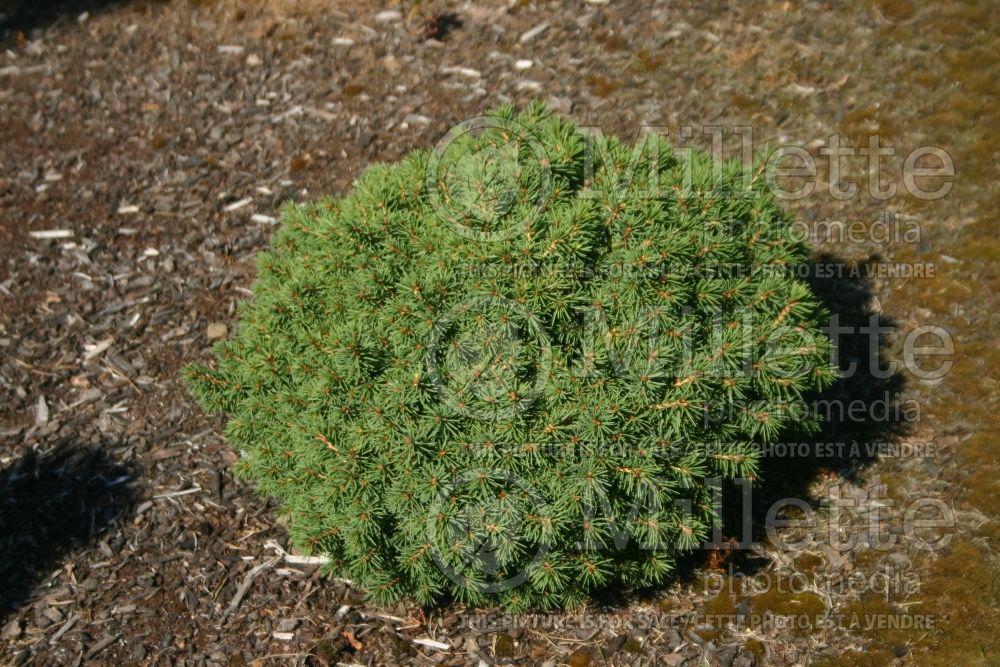 Picea Chrudim WB (Norway Spruce conifer)  1