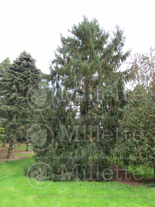 Picea Cincinnata (Norway spruce conifer) 2 