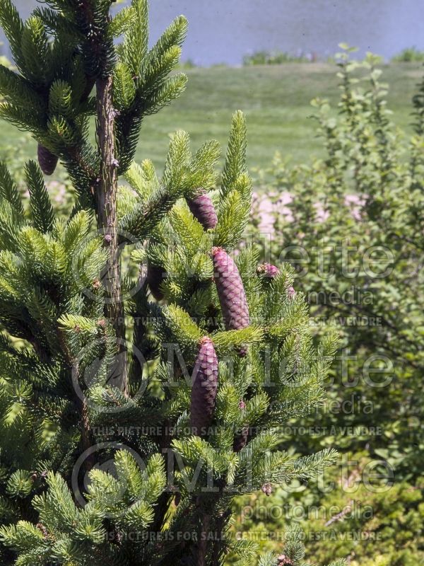 Picea Cupressina (Norway Spruce conifer) 3  