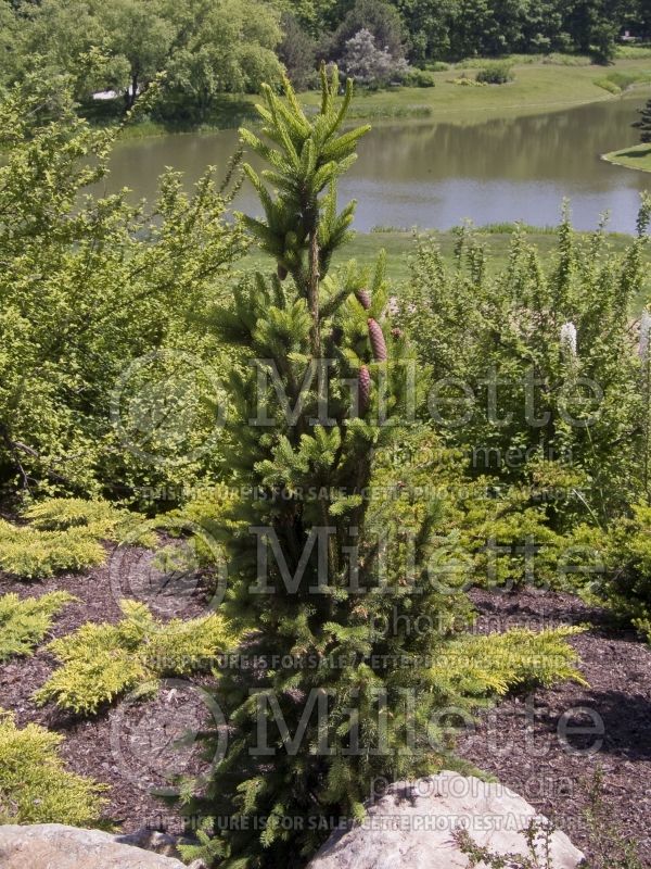 Picea Cupressina (Norway Spruce conifer) 4  