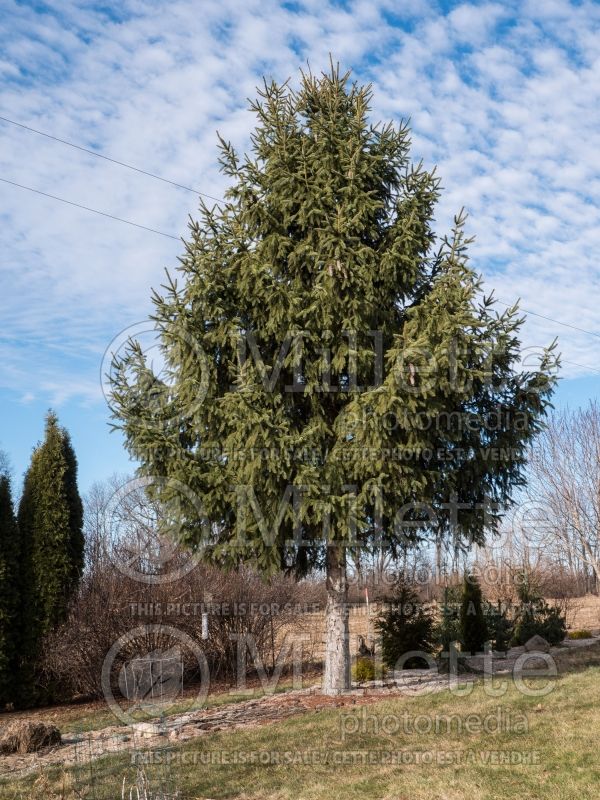 Picea abies (Norway Spruce conifer)  1