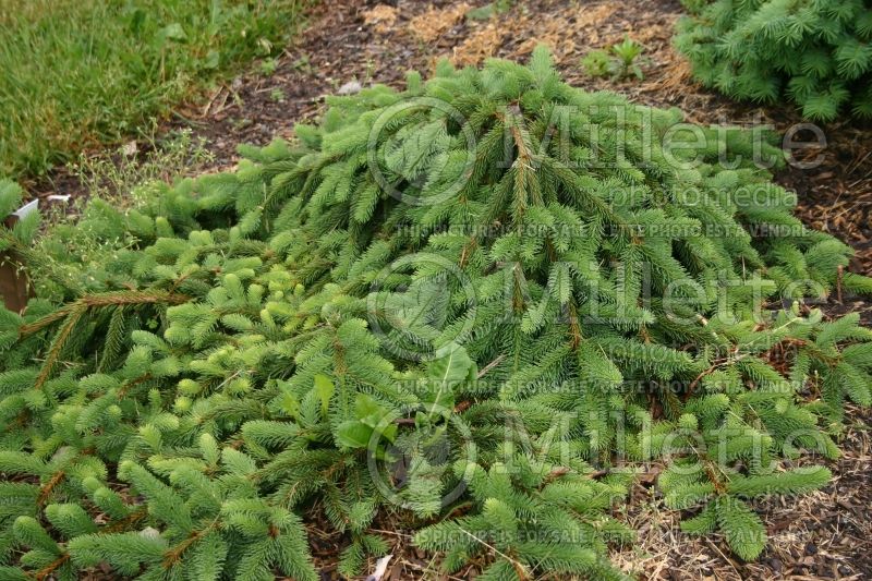 Picea Inversa (Norway Spruce conifer)  2