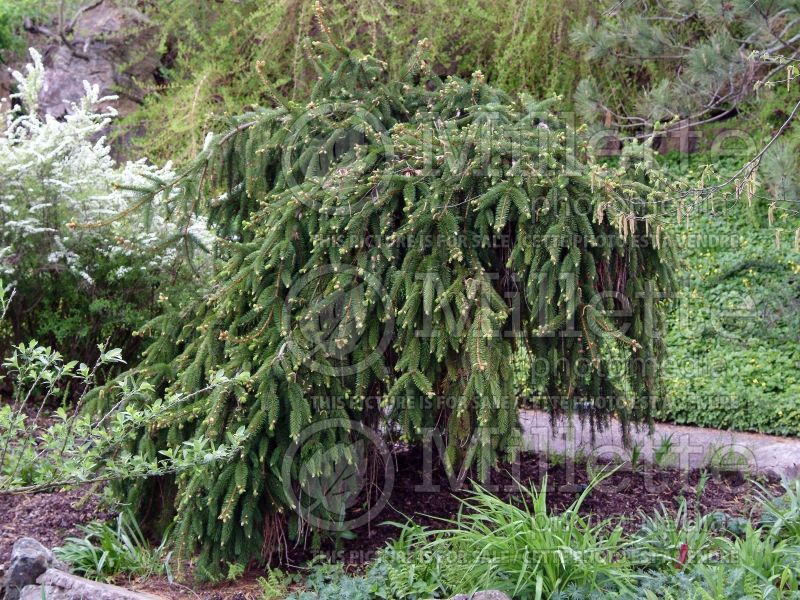 Picea Inversa (Norway Spruce conifer)  4