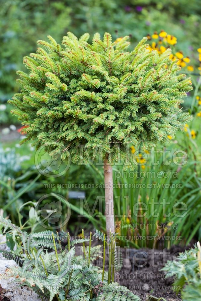Picea Little Gem (Norway Spruce conifer) 5