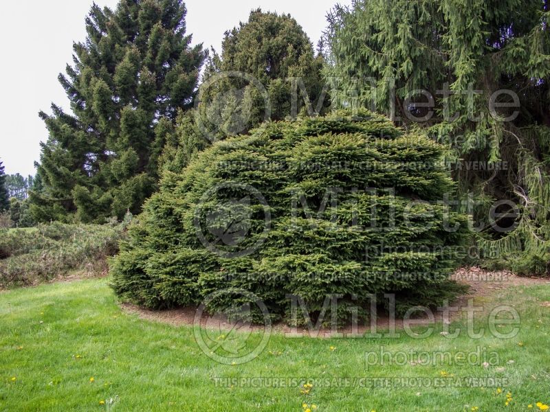 Picea Nidiformis (Norway spruce conifer) 4 