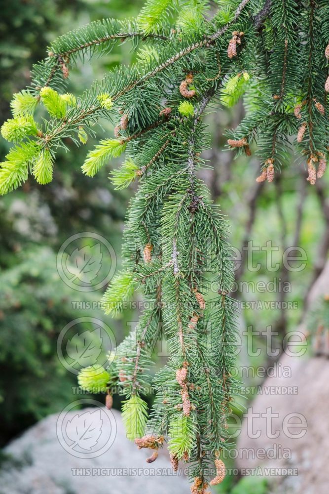 Picea abies Pendula (Norway Spruce conifer) 19  