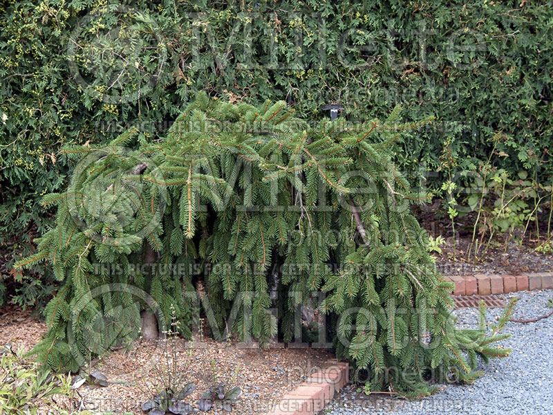 Picea abies Pendula (Norway Spruce conifer) 11  