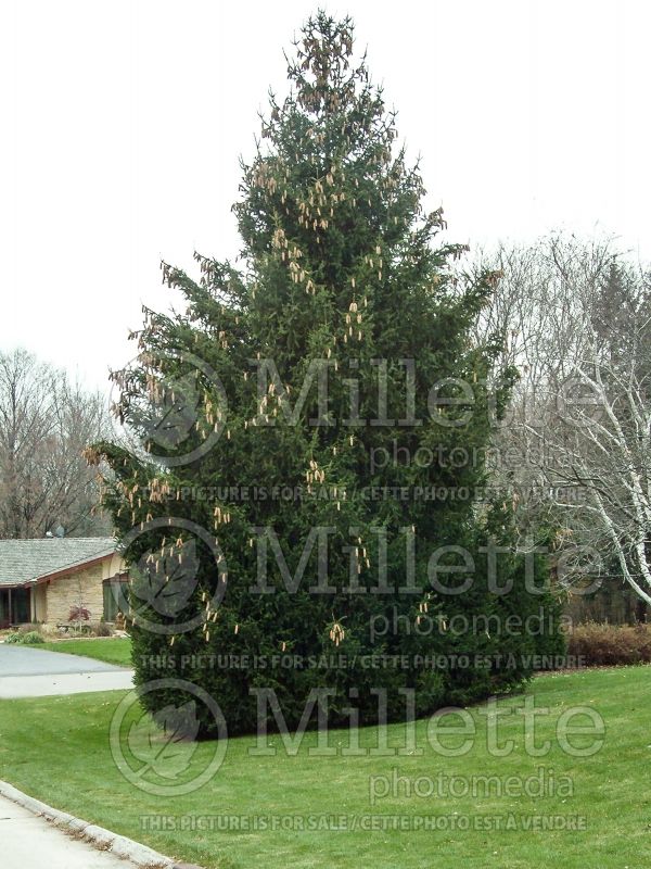 Picea abies (Norway Spruce conifer)  4