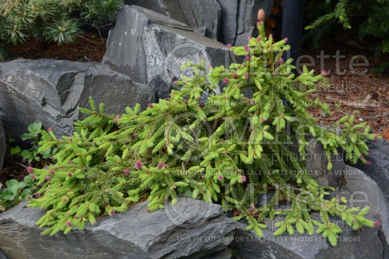 Picea Pusch (Norway Spruce conifer)  5