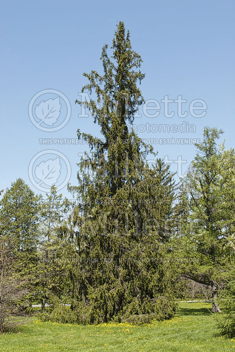 Picea Pyramidatata (Norway Spruce conifer)  1