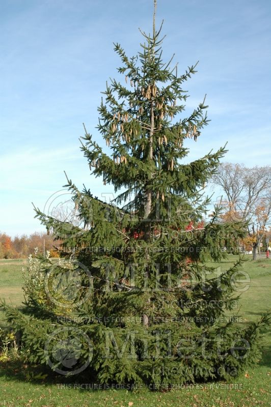 Picea abies (Spruce conifer)  6