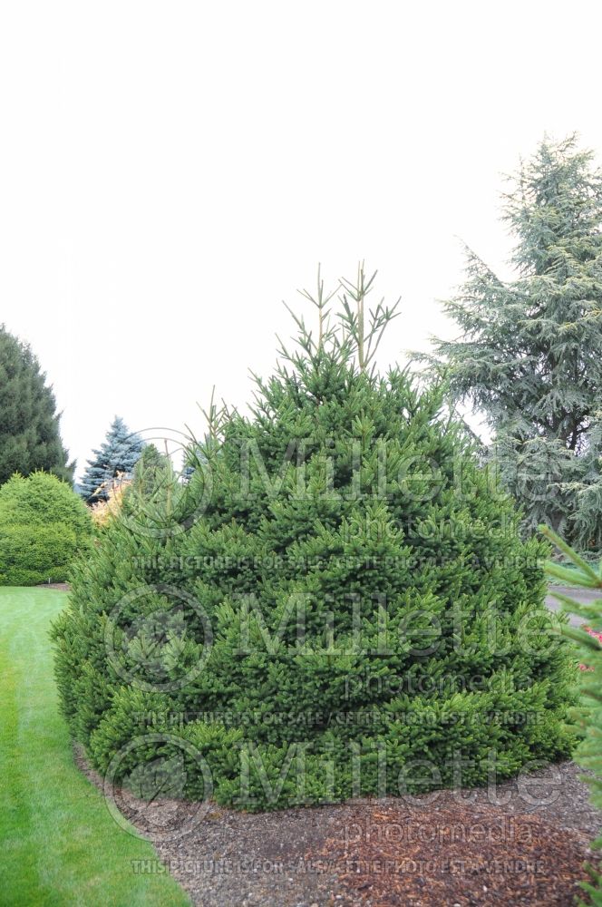 Picea Saint James (Norway Spruce conifer - épinette) 2