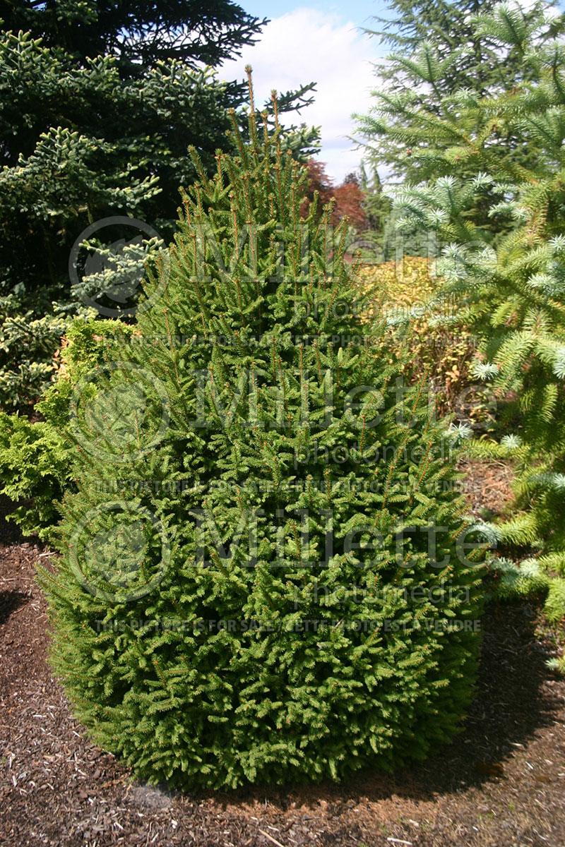Picea Sherwood Compact (Norway spruce conifer) 1