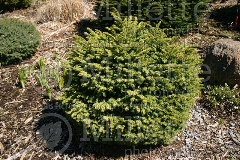 Picea Witches' Brood (Norway Spruce conifer)  1