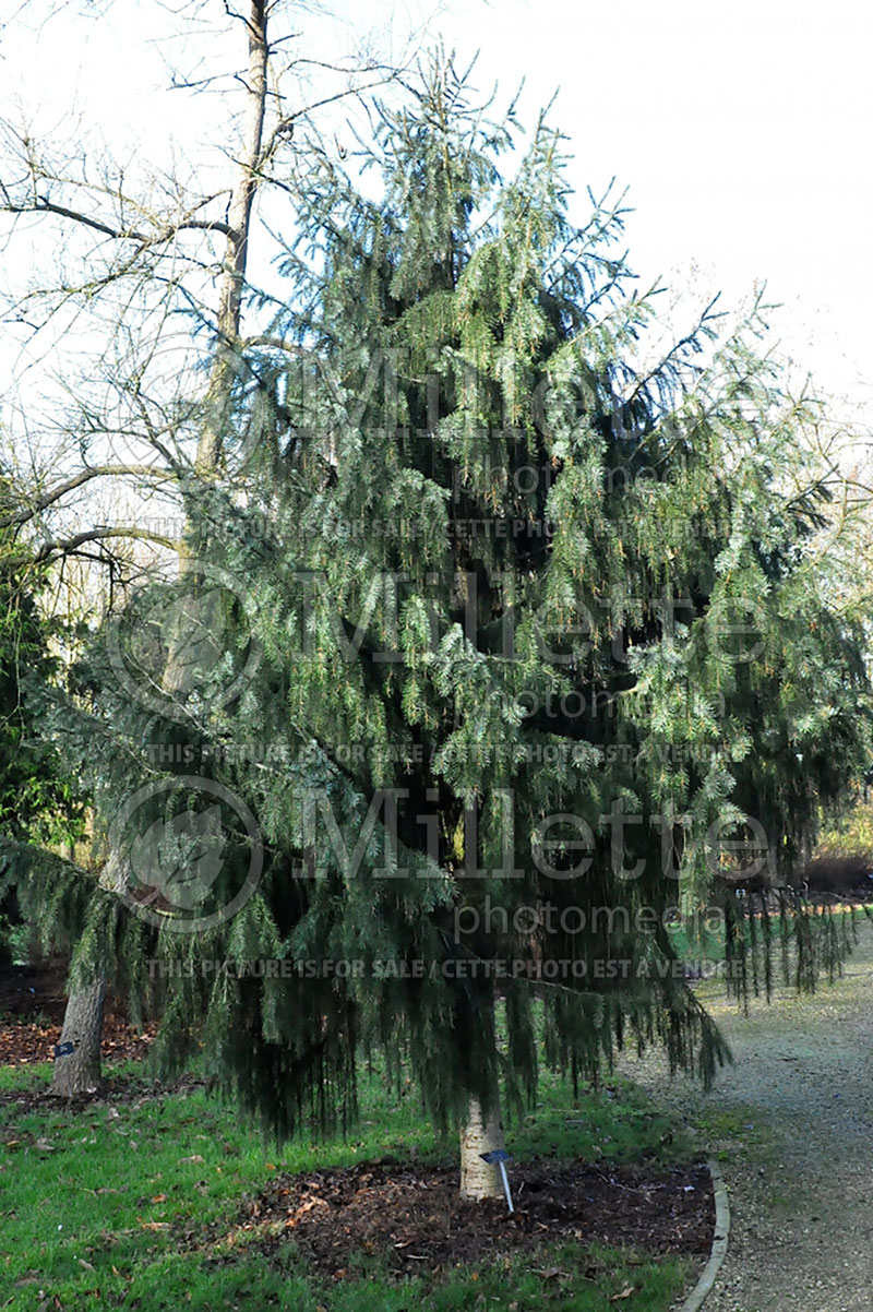 Picea breweriana (Brewer's weeping spruce or just Weeping spruce conifer)  1