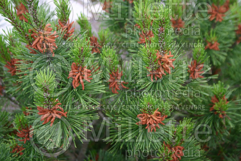 Picea Spaan's Dwarf (Shore Pine conifer)  2