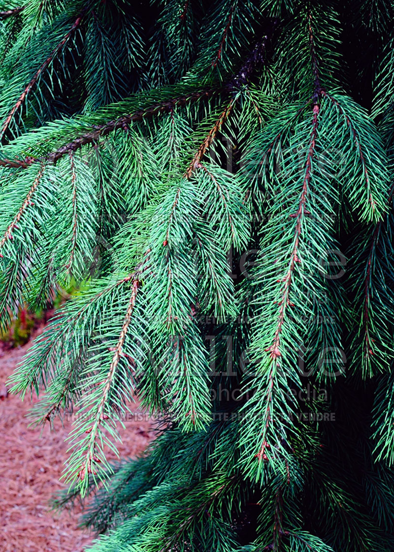 Picea Bush’s Lace (Norway spruce Mountain Spruce conifer) 8 
