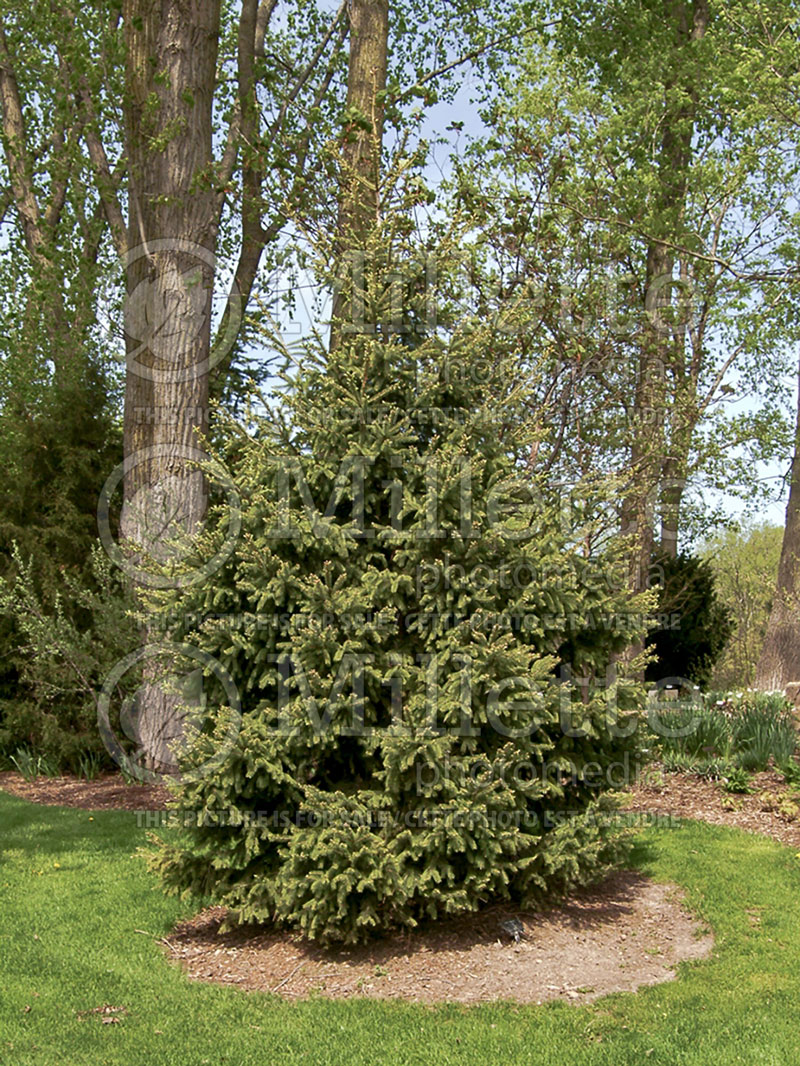 Picea glauca (Spruce conifer)  1