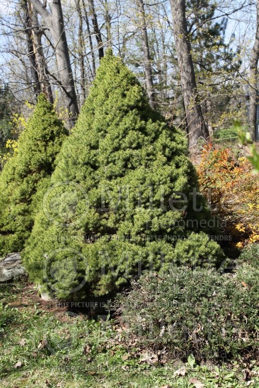 Picea Conica (Spruce conifer) 11  