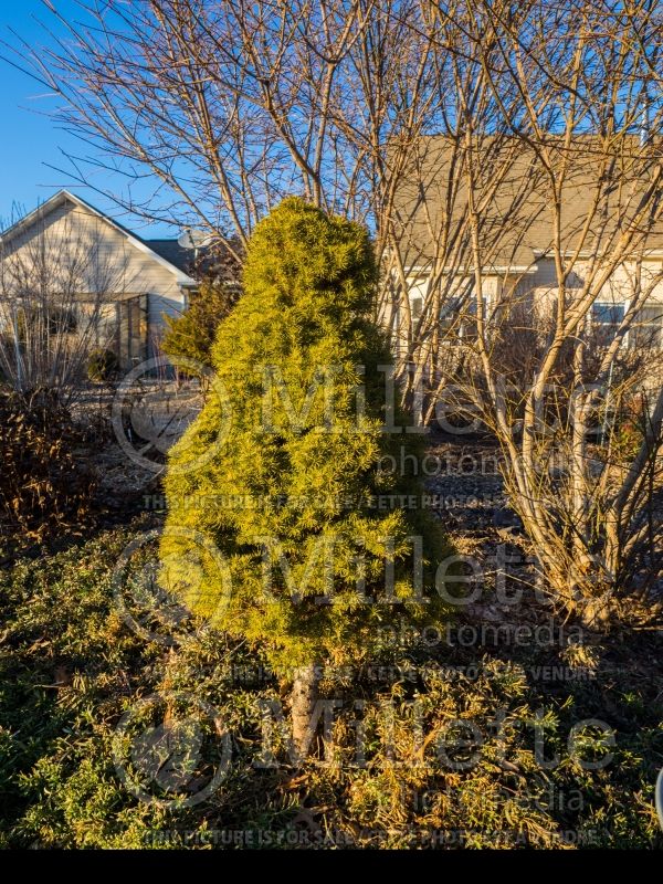 Picea Conica (Winter look) (Spruce conifer)  8