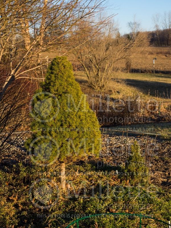 Picea Conica (Winter look) (Spruce conifer)  9
