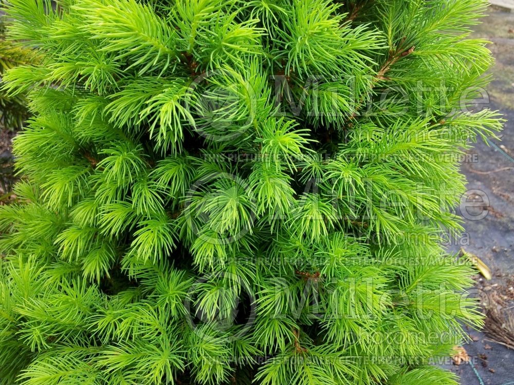 Picea Conica (Spruce conifer) 13