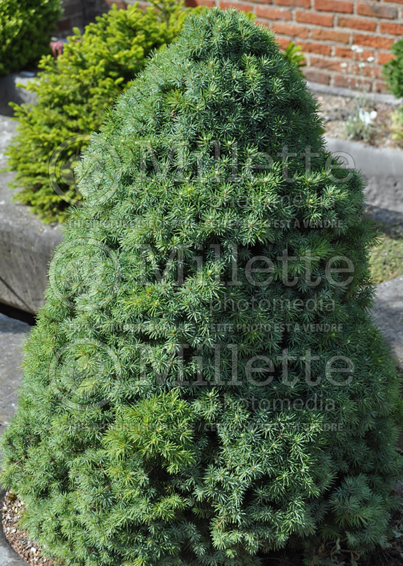 Picea Conica (Spruce conifer)  4