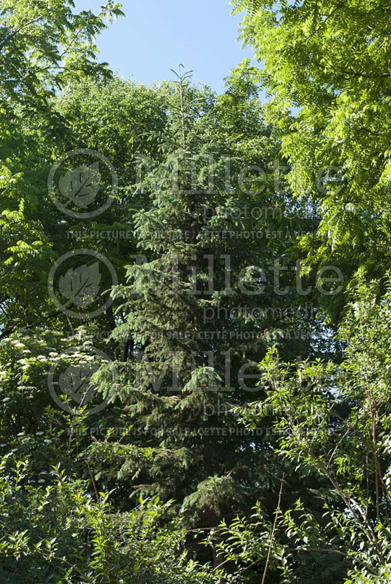 Picea Densata (Spruce conifer)  3