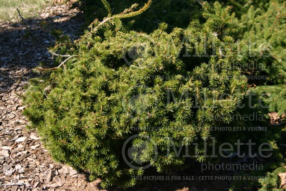 Picea Echiniformis (Spruce hedgehog conifer) 5