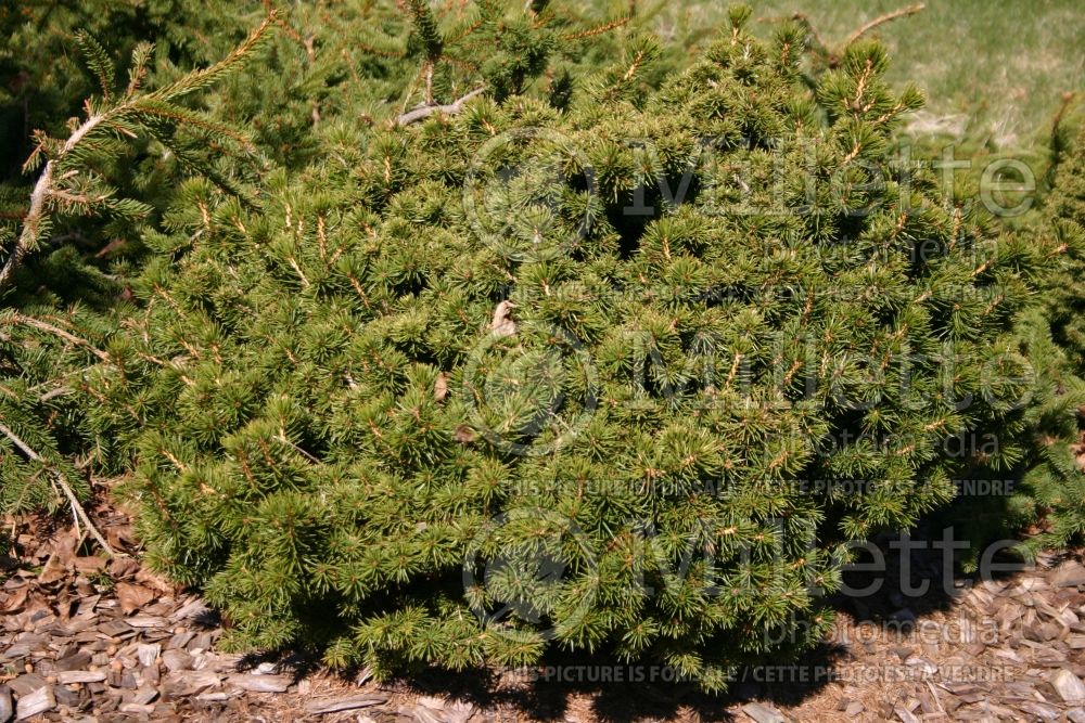 Picea Echiniformis (Spruce hedgehog conifer) 6