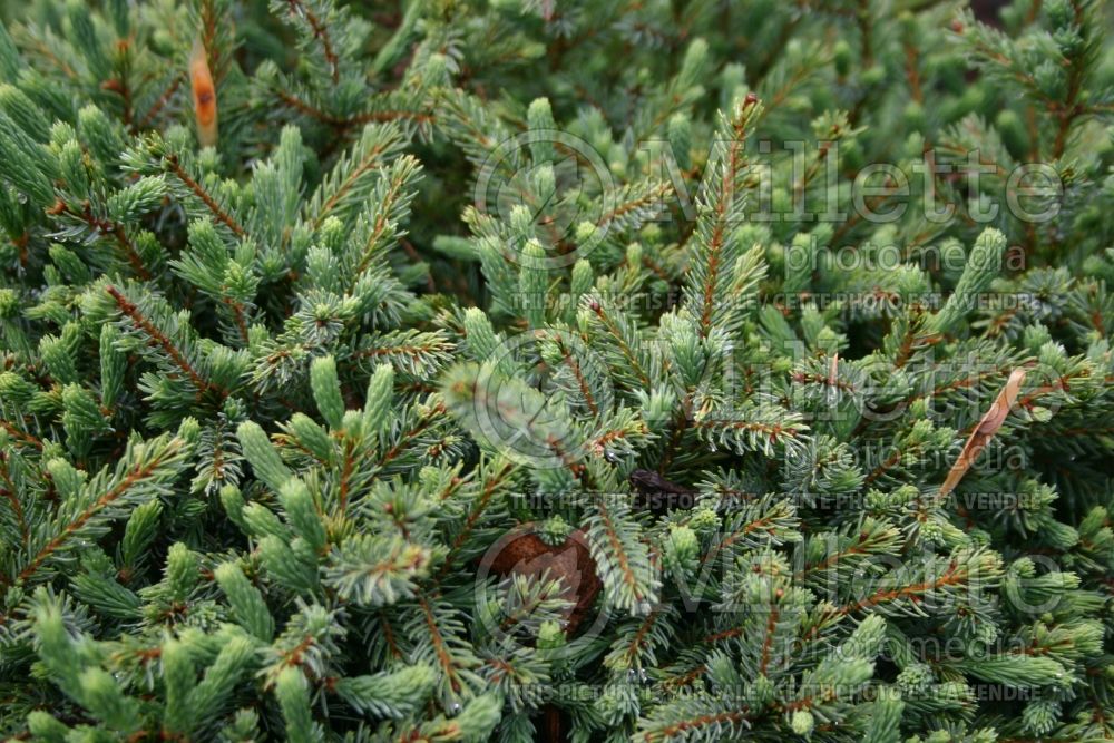 Picea Echiniformis (Spruce hedgehog conifer) 9