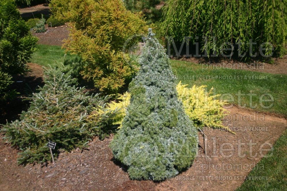 Picea Haal (Spruce conifer)  1