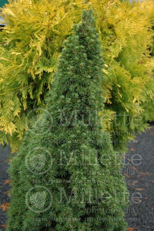 Picea Jean's Dilly (Spruce conifer)  1