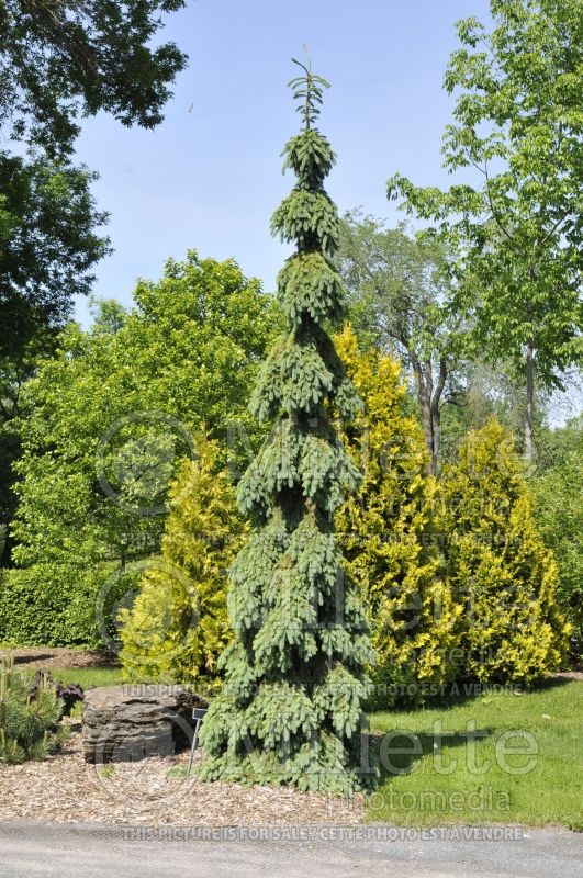 Picea glauca Pendula (Spruce conifer)  14