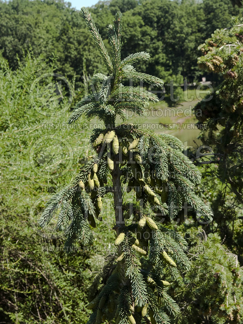 Picea glauca Pendula (Spruce conifer)  10