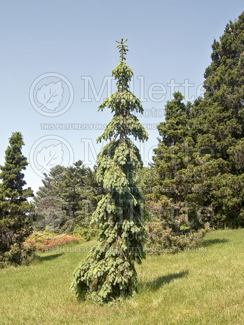 Picea glauca Pendula (Spruce conifer)  13