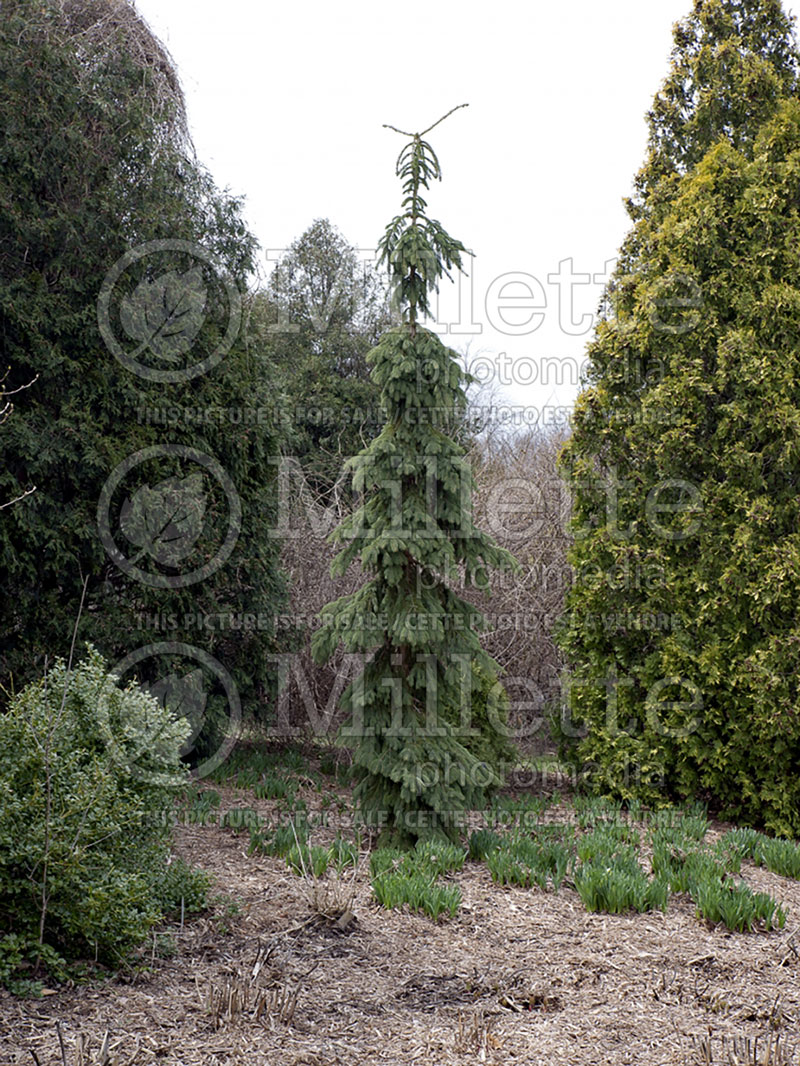 Picea glauca Pendula (Spruce conifer)  11
