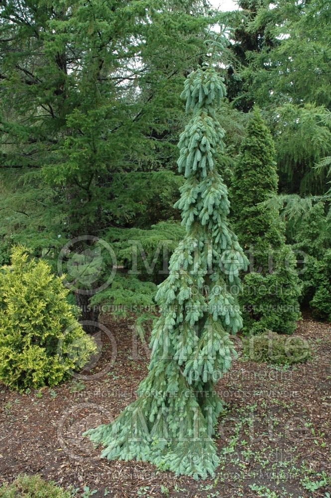 Picea glauca Pendula (Spruce conifer)  4